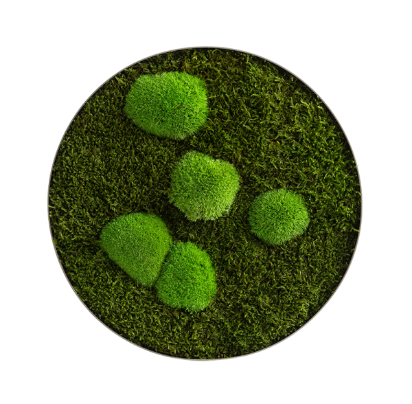 Moosbild: Wald- und Kugelmoos Kreis 34cm