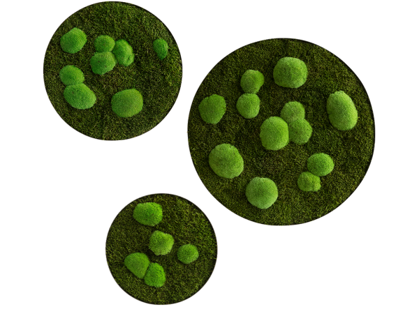 Moosbild: Wald- und Kugelmoos Kreise 3er Set
