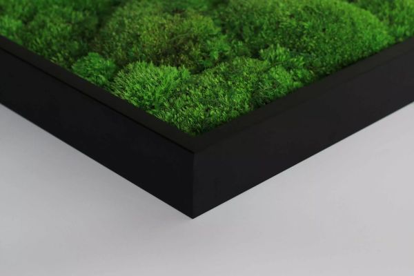 Moosbild: Kugelmoosbild 140x40cm