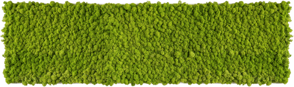 Islandmoosbild 140x40