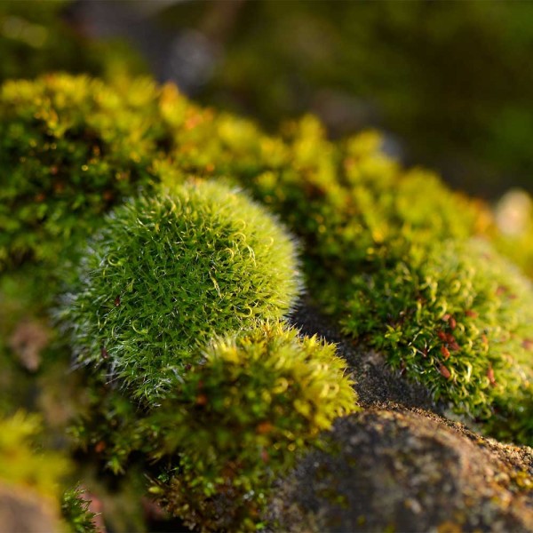 Moos-In-Natur